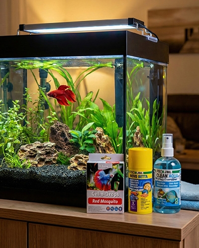 Poisson combattant Betta splendens dans un aquarium planté, avec nourriture et soins dédiés en jardineries Tournesols.